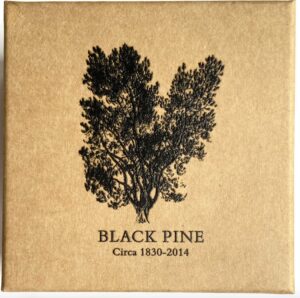 Collezione-Black-Pine